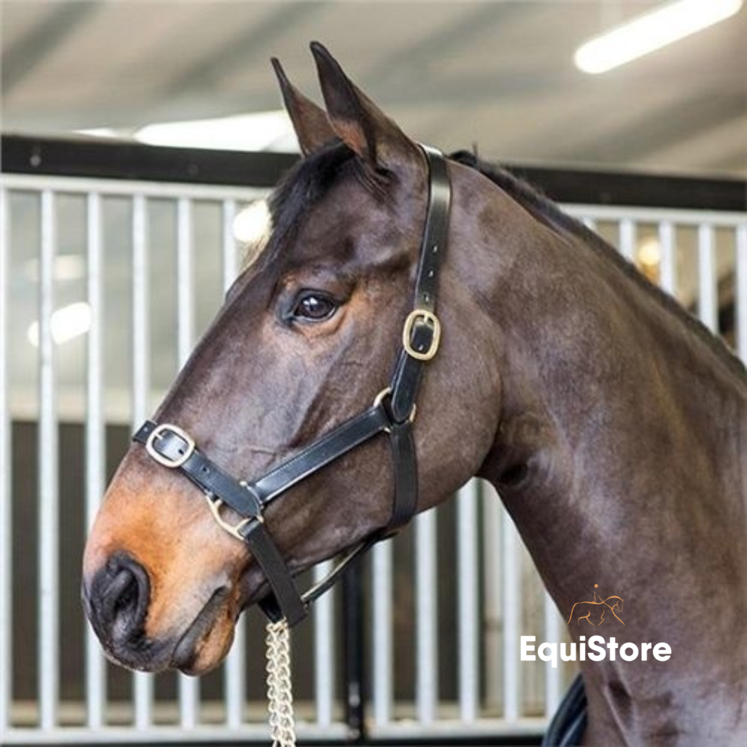 Turfmasters leather headcollar for horses