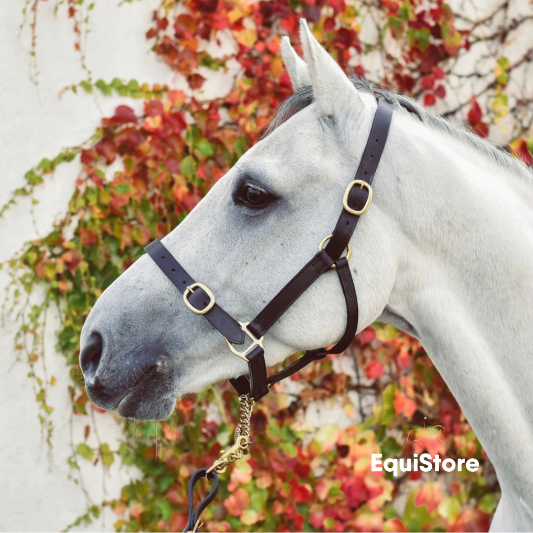 EquiSential Leather Headcollar for foal, pony, cob and horse