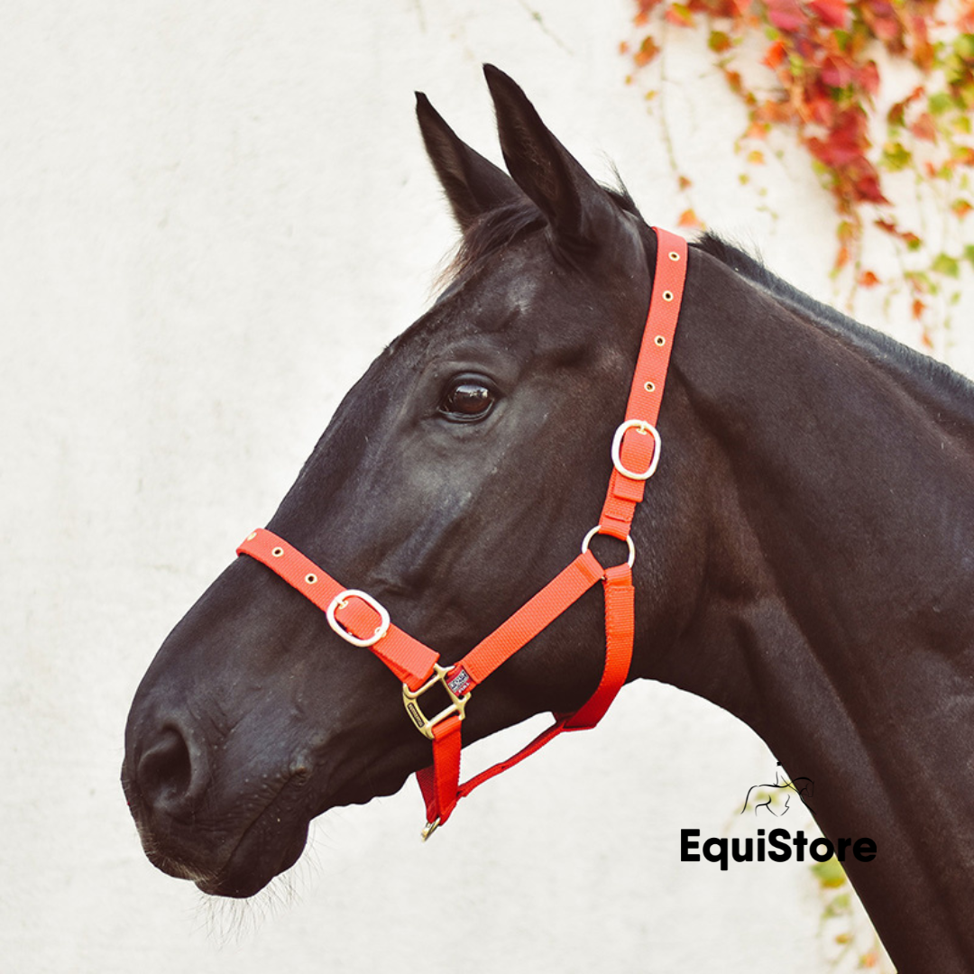 Mackey EquiSential Nylon Headcollar