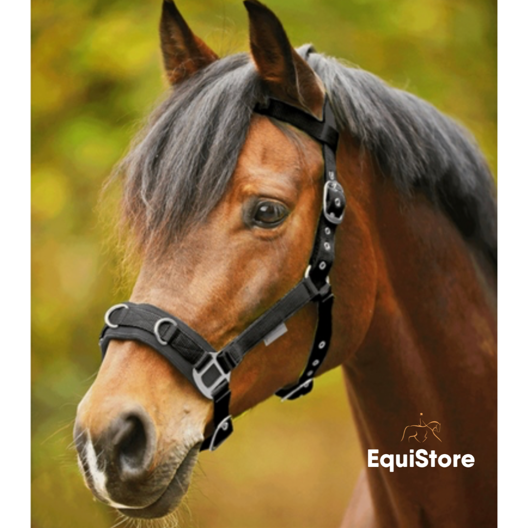Waldhausen Economy Lunge Halter/Cavesson for horses