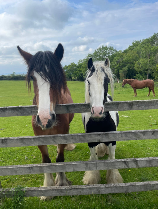 Irish horse and pony featuring lots of hair and whiskers