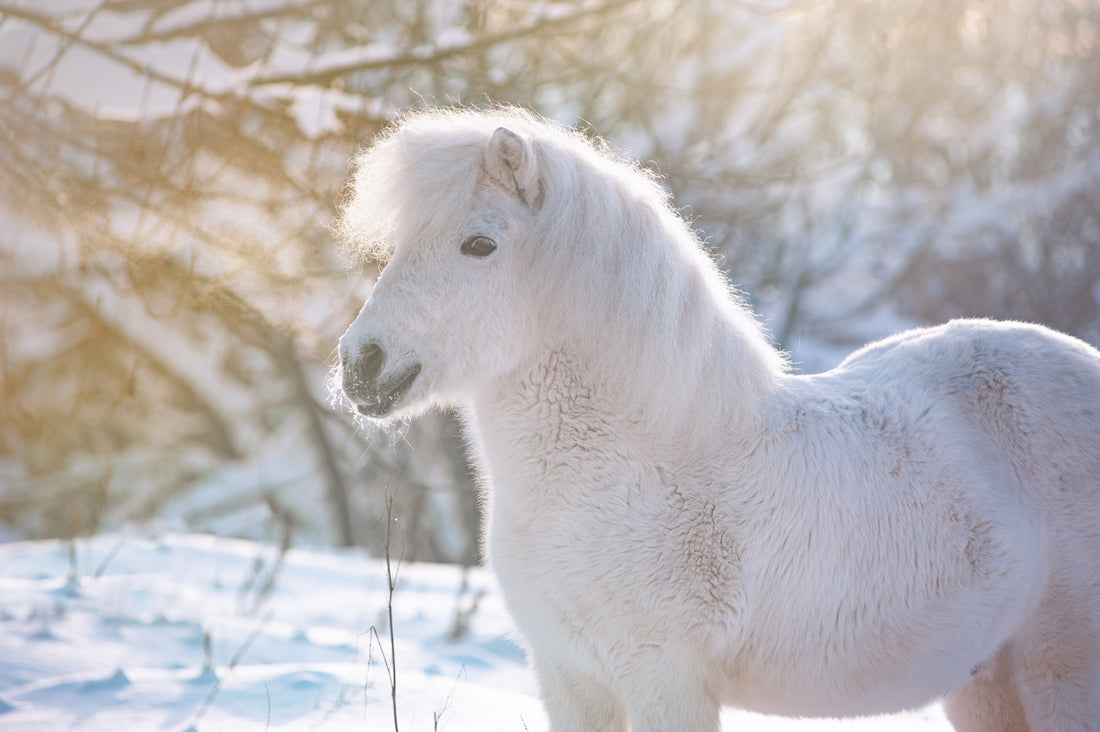 feeding the overweight shetland pony