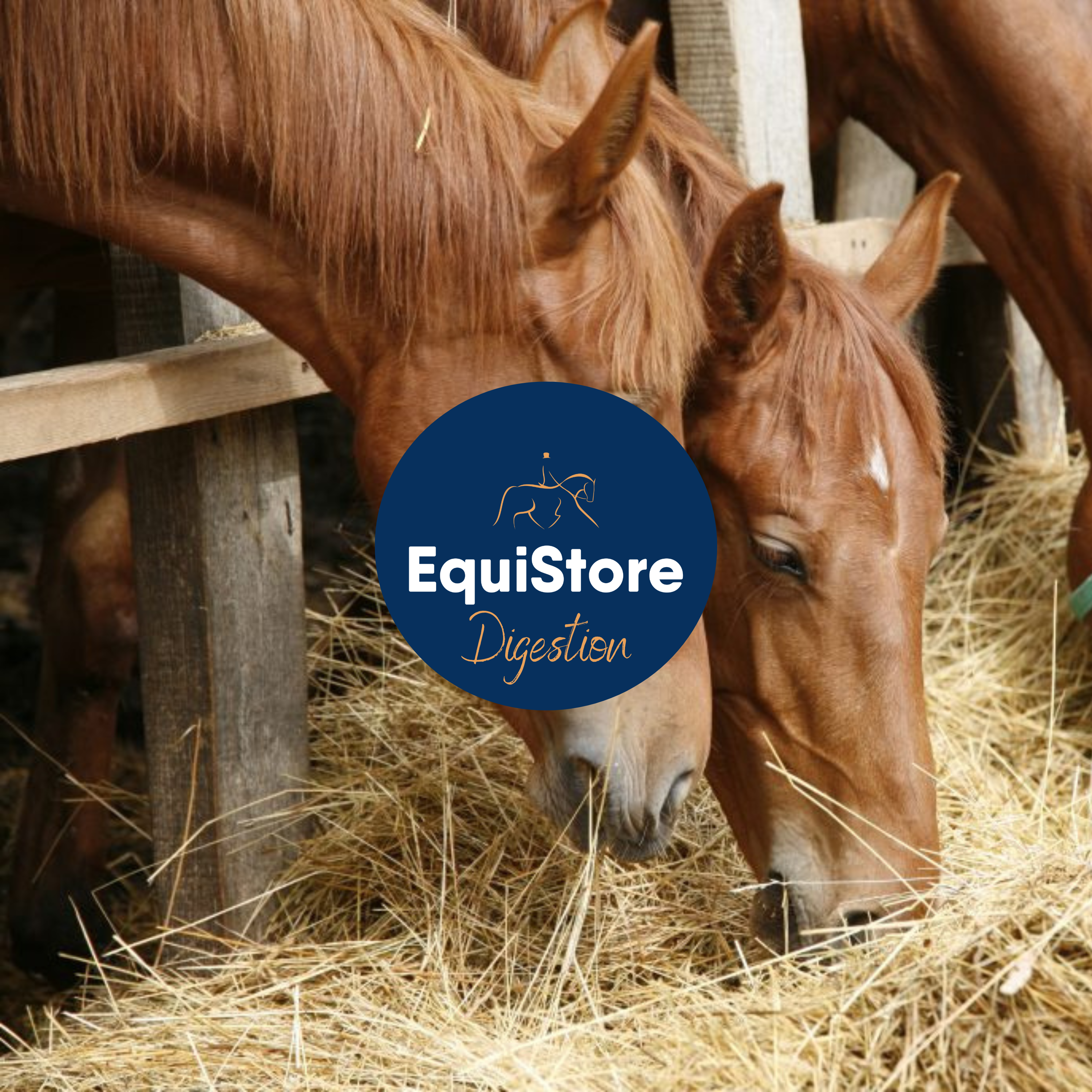 A wide range of equine supplements that support a healthy digestive system. Available in Ireland at Equistore.  