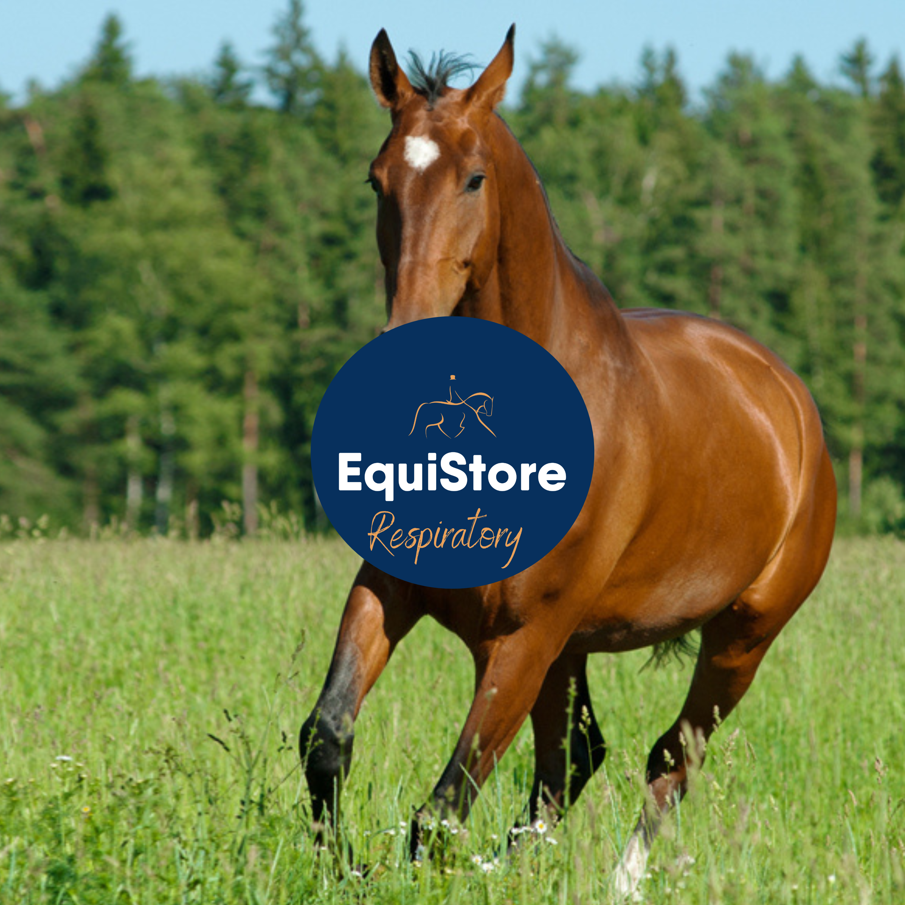 A wide range of horse supplements aimed at aiding and improving your horses respiratory health. Available in Ireland from Equistore.