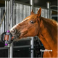 Black bizzy ball, a horse treat toy for enrichment 