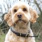Mackey Rolled Leather Dog Collar - Brown