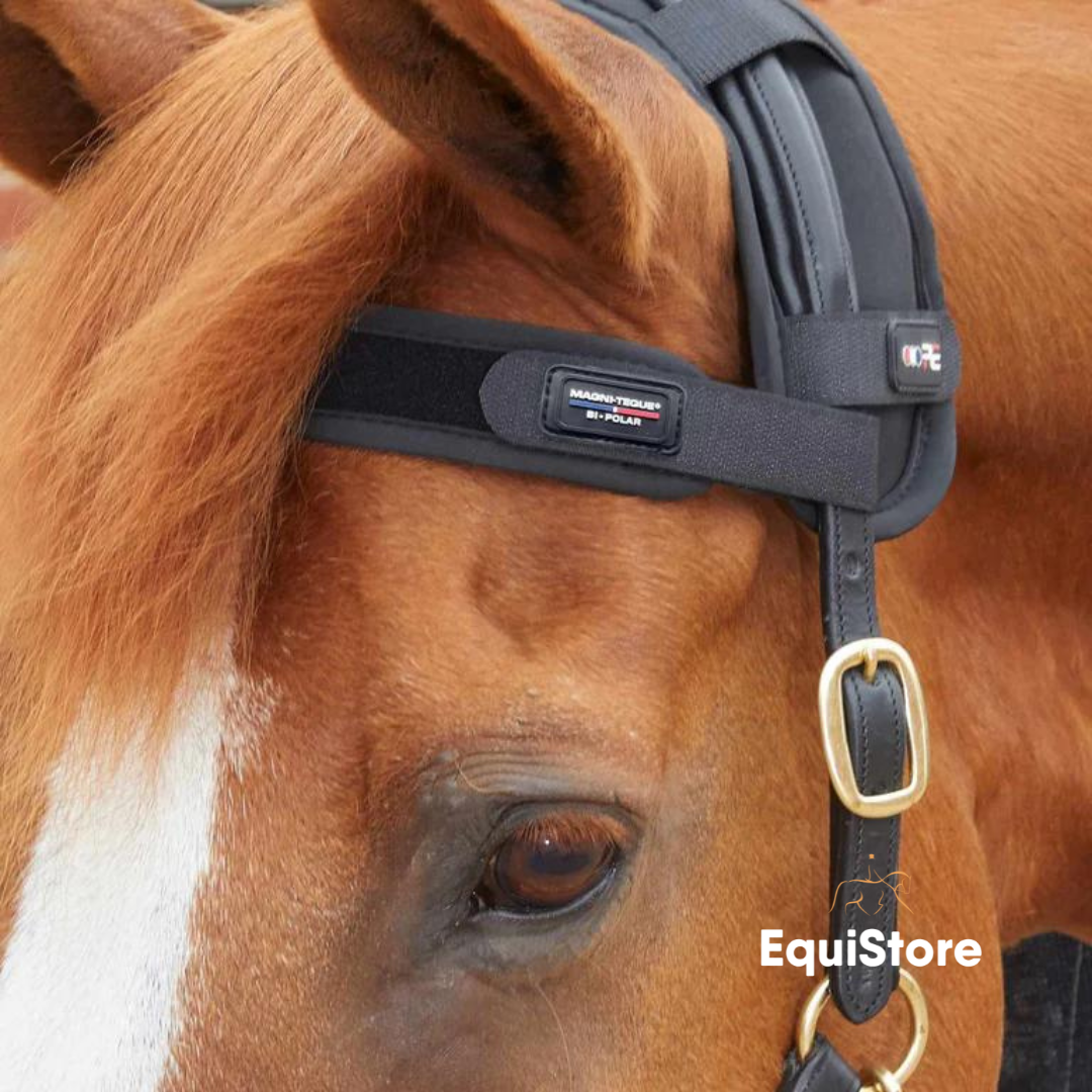 Magni-Teque Magnetic Browband for horses