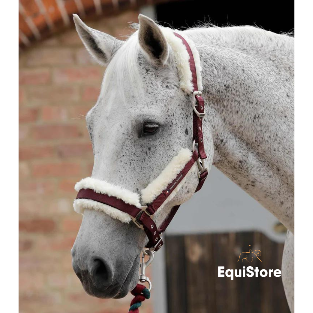 Premier Equine Techno Wool Headcollar for horses in burgundy