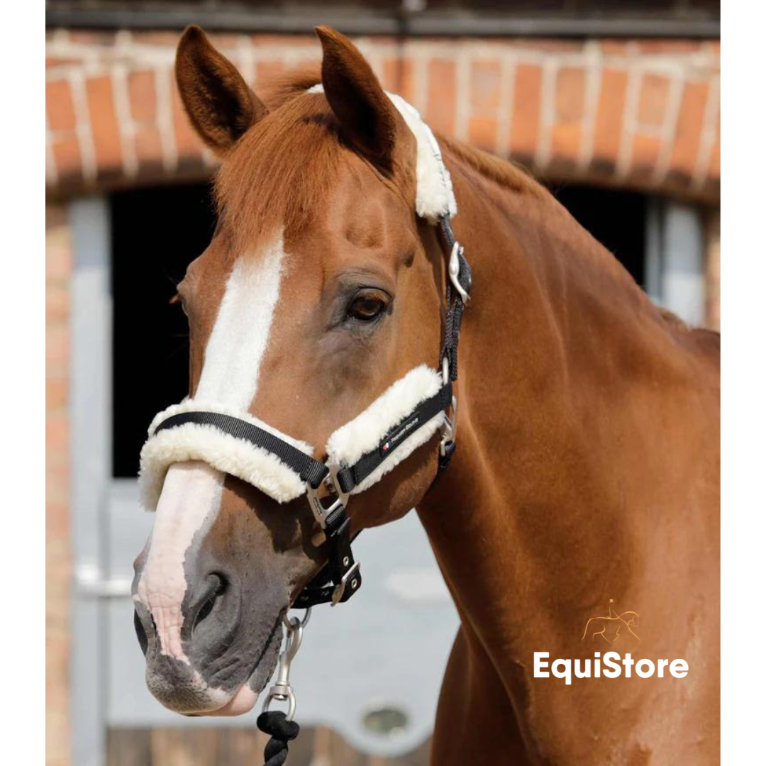 Premier Equine Techno Wool Headcollar for horses in black