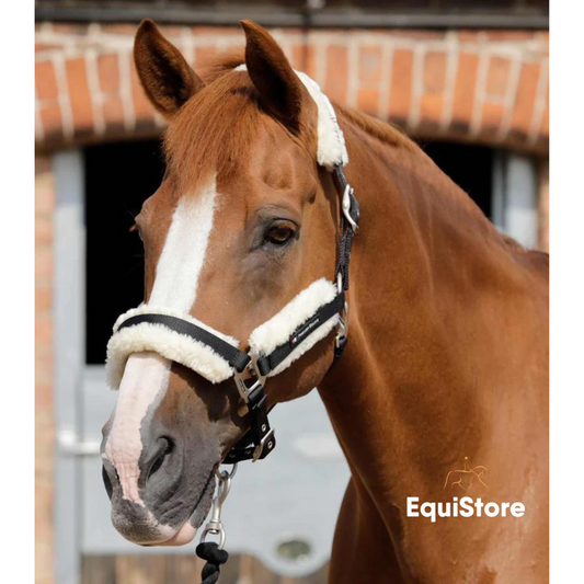 Premier Equine Techno Wool Headcollar for horses in black