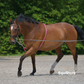 Waldhausen Lunging Aid for help lunging your horse or pony in the correct outline
