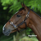 Breeze Up Latigo Leather Headcollar