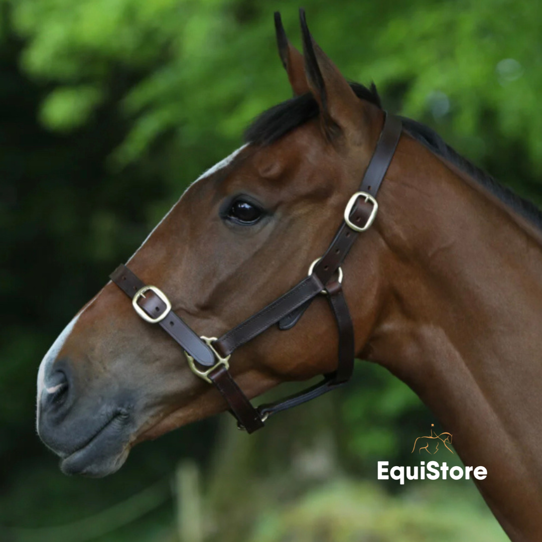 Breeze Up Latigo Leather Headcollar