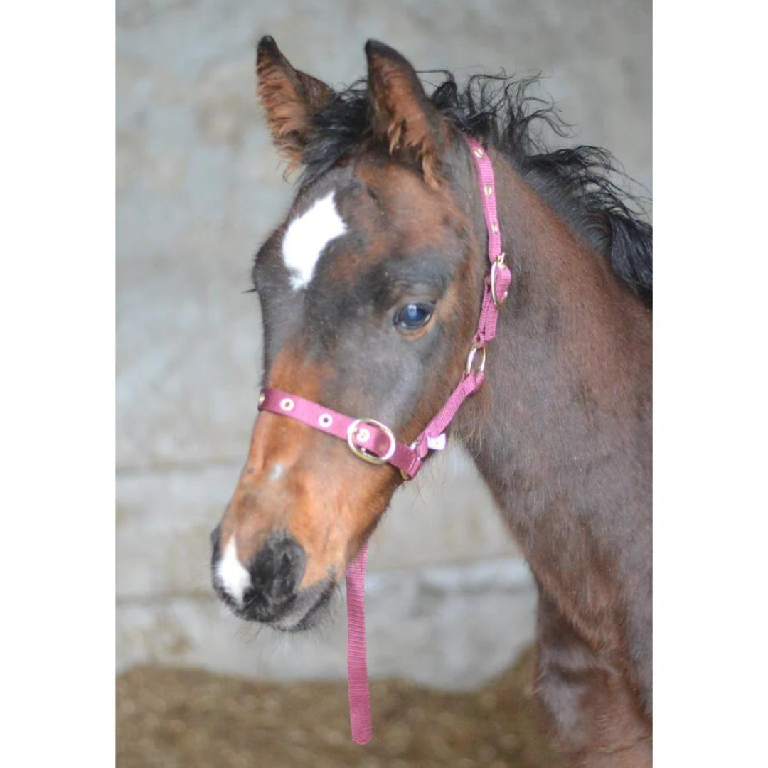 EquiSential Nylon Foal Headcollar