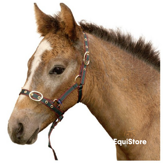EquiSential Nylon Foal Headcollar