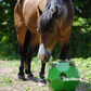 Happy Hay Play Ball for horses in green.