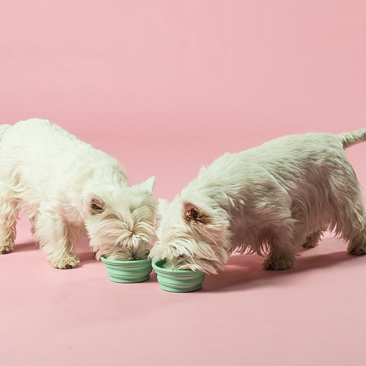Hevea - Puppy - Bowl on the Go - Mint