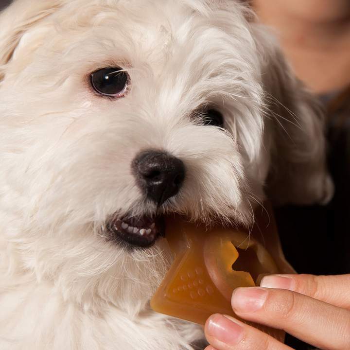 Hevea - Puppy - Star Treat Activity Toy
