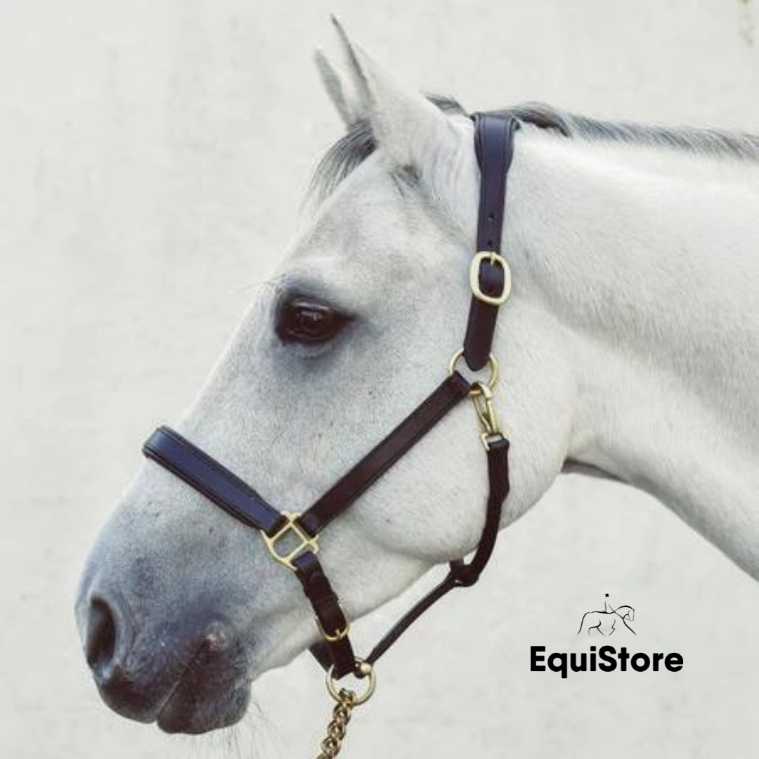 Legend Helios Leather Headcollar a premium horse halter made by Mackey.