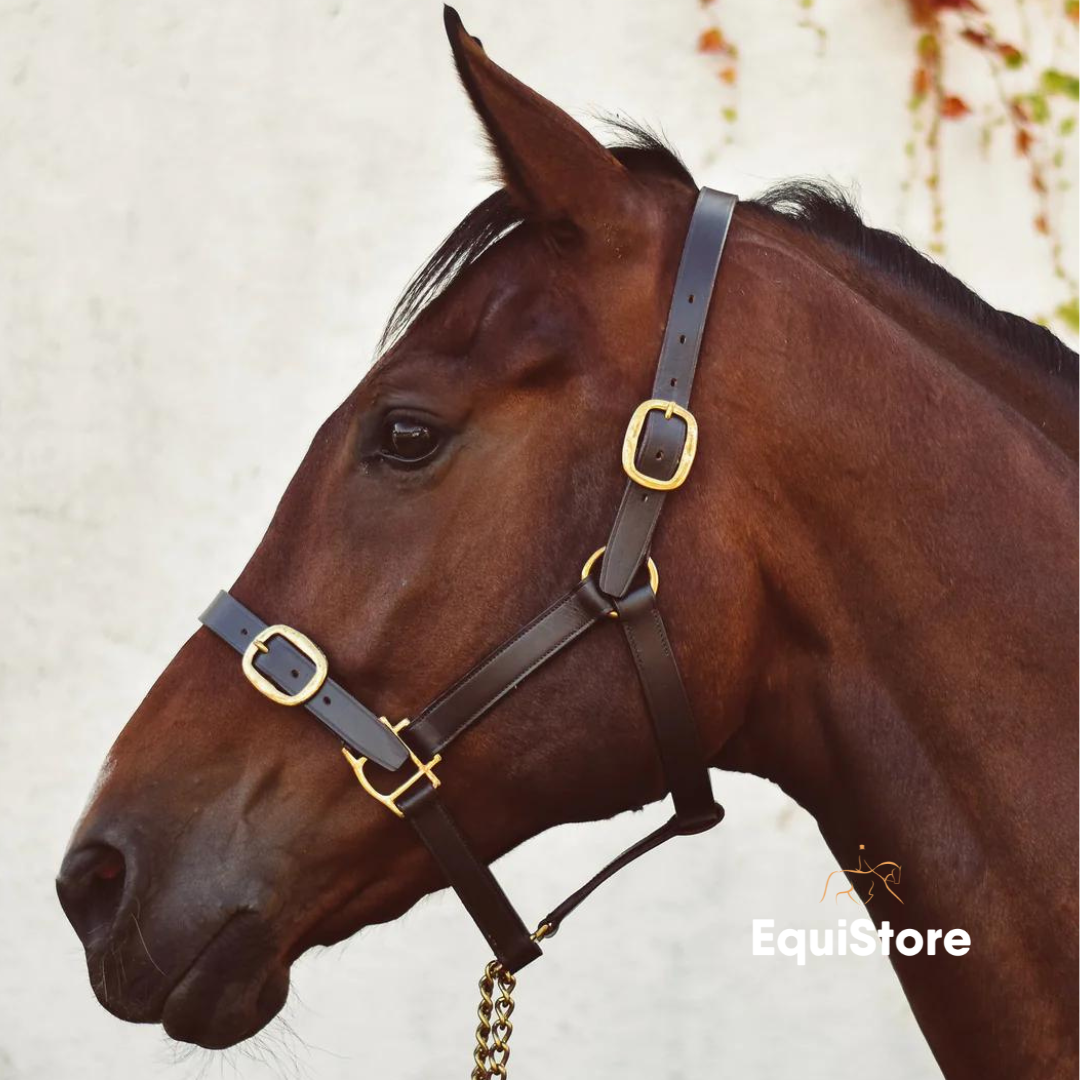 Mackey Classic Leather Headcollar for pony, cob, horse, and three different foal sizes