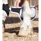Premier Equine Magni-Teque Magnetic Fetlock Boots for magnet therapy for horses