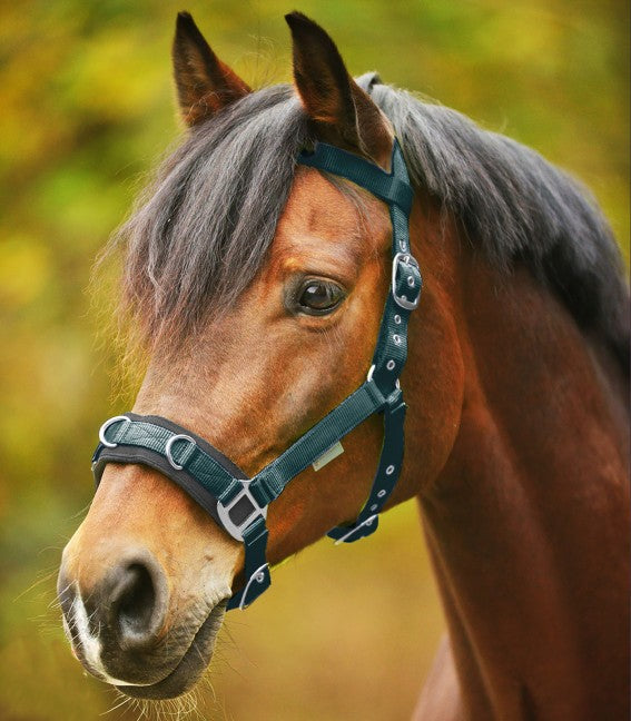 Waldhausen Economy Lunge Halter/Cavesson for horses